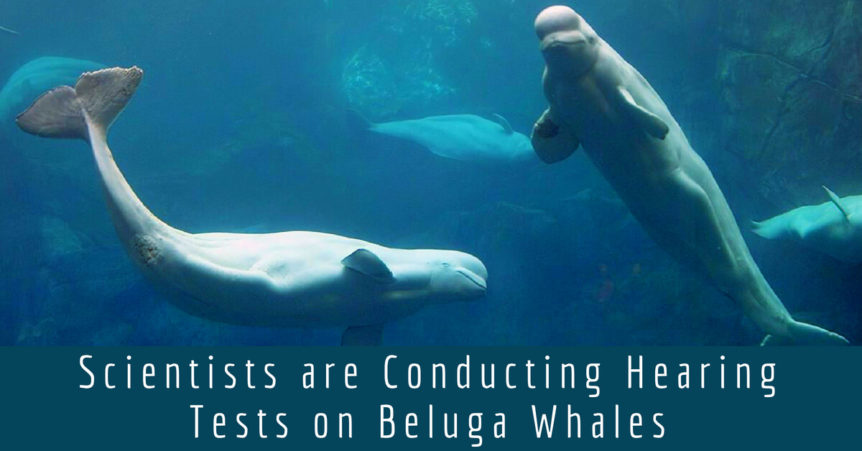 Scientists are Conducting Hearing Tests on Beluga Whales